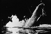 Титаник трейлер (1953)