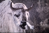 Белый бизон трейлер (1977)