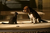 Кошки против собак трейлер (2001)