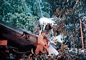 Смерть в этом саду (1956)