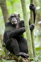 Шимпанзе (2012)