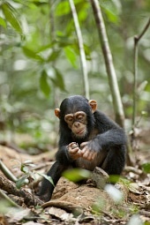 Шимпанзе трейлер (2012)
