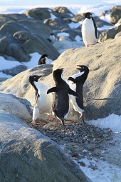 Императорские пингвины Пен-И и Сом-И (2012)