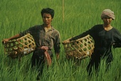 Рисовые люди трейлер (1994)