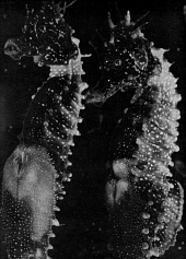 Морской конек трейлер (1934)