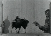 Бой петухов трейлер (1894)
