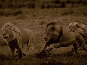 Последние львы (2011)