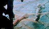 Крокодил трейлер (1980)