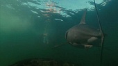 Охотник на акул трейлер (2015)