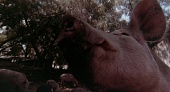 Свиньи трейлер (1972)