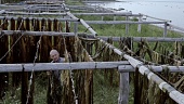 Ребалда (2014)