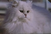 Леди-кошка трейлер (2001)