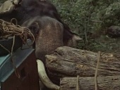 Черная гора трейлер (1971)