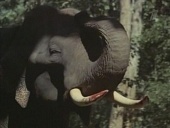 Черная гора трейлер (1971)