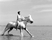 Белая грива: Дикая лошадь (1953)