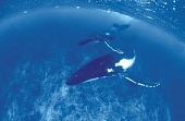 Дельфины и киты 3D трейлер (2008)