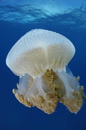 На глубине морской 3D (2009)