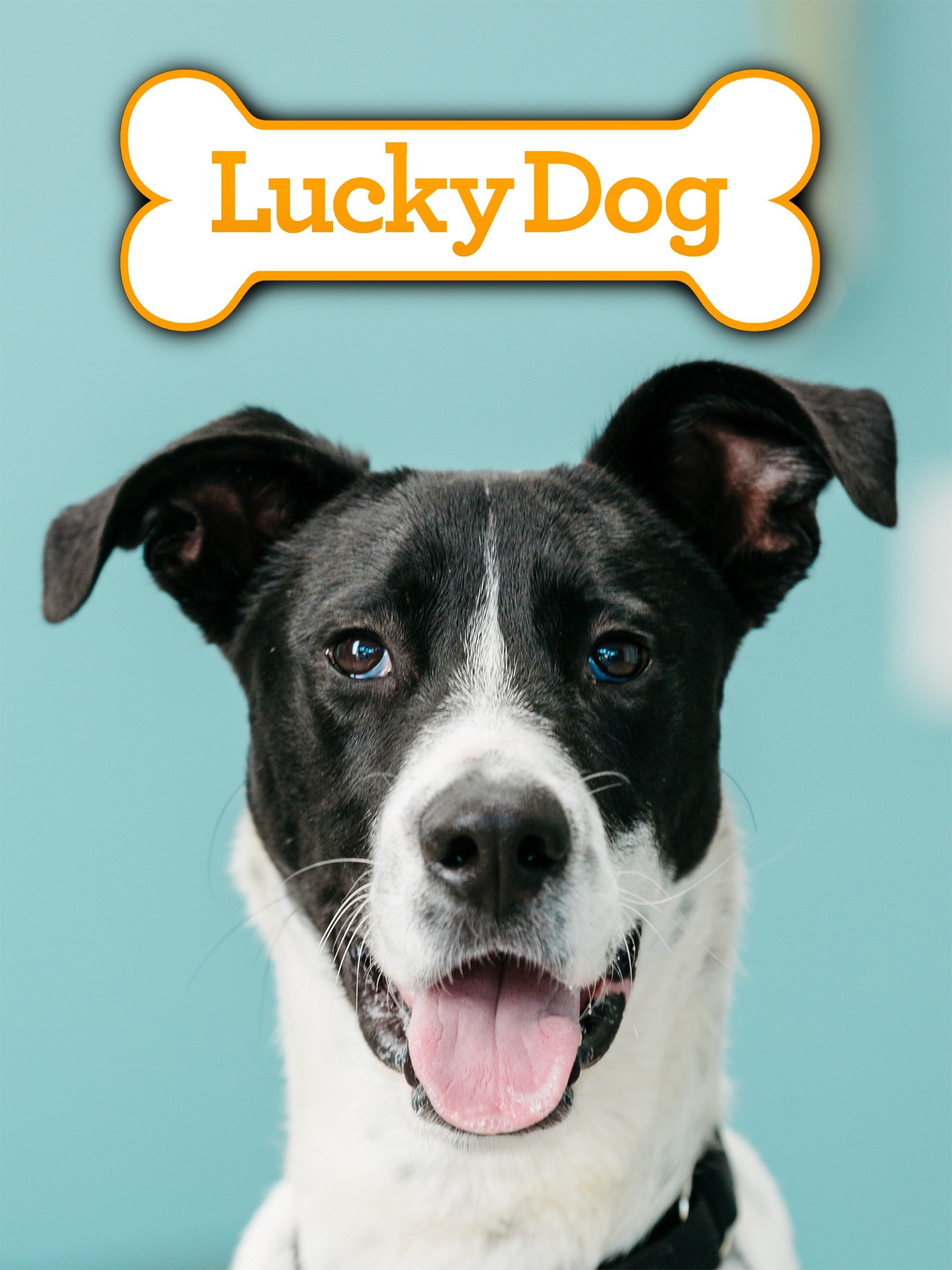 Lucky Dog (2013)